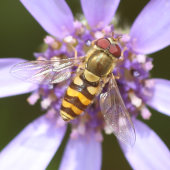 Hover fly