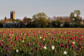 North Meadow, Cricklade