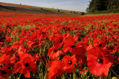 Poppies