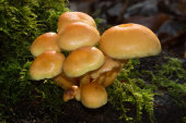 Sulphur Tuft