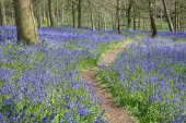Bluebell Wood