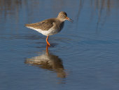 Redshank