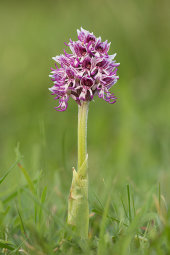 Monkey orchid