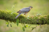 Sparrowhawk