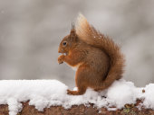 Red squirrel