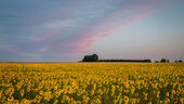 Sunflowers at dawn, Tilshead