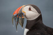 Northumberland Sea Birds and Castles Tours 2019