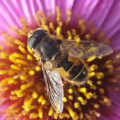 Hover fly
