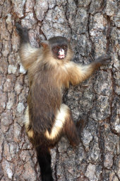 Black-tailed marmoset