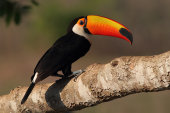 Toco toucan