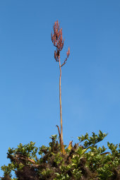 Bromeliad