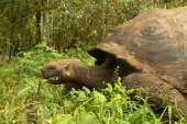 Giant tortoise