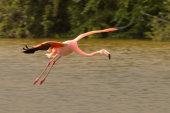 Greater flamingo
