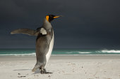 King penguin