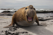 Southern elephant seal