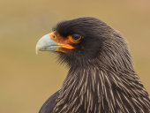 Striated caracara