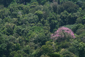 Rainforest