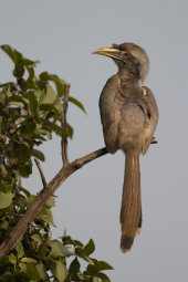 Indian grey hornbill