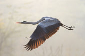 Grey heron