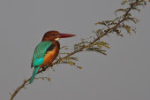 White-throated kingfisher