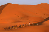 Camel trek