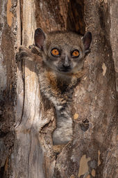 Red-tailed sportive lemur