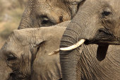 African elephants