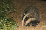 Badger