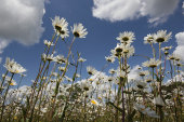 Ox-eye daisies