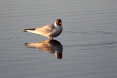Black-headed gull