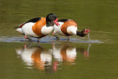 Ducks