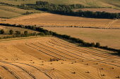 Harvest viewed from Liddington Hill