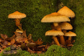 Shaggy pholiota
