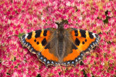 Small tortoiseshell
