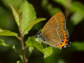 Black hairstreak