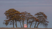 Moonrise, Salisbury Plain
