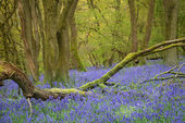 Bluebells, Gopher Wood