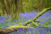 Bluebells
