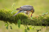 Sparrowhawk