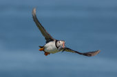 Puffin