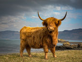 Highland Cattle, Mull