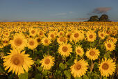 Fields and Meadows