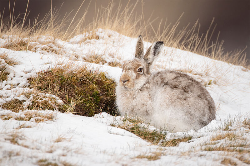Natural World Photography Mountain hare