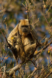 Black howler monkey