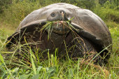 Giant tortoise