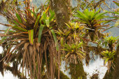Bromeliads