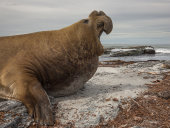 Southern elephant seal