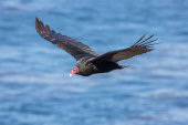 Turkey vulture
