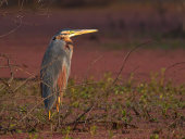 Purple heron