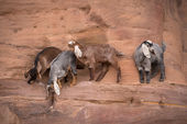 Kids at Play, Petra